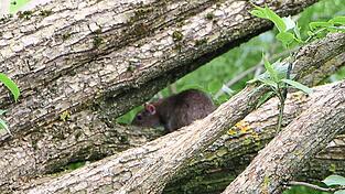 Sie lassen sich ganz ungeniert schon am helllichten Tag blicken: Ratten rund um das betroffene Anwesen.