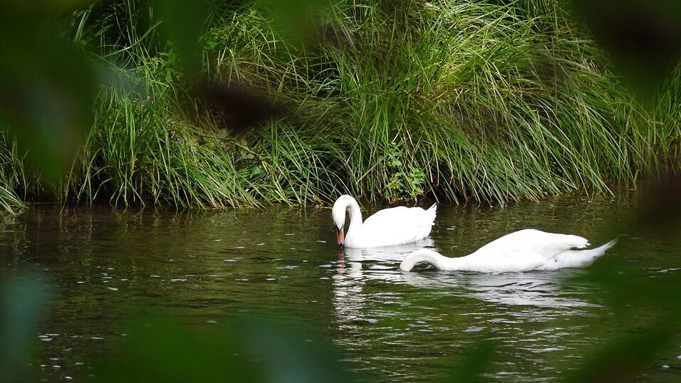 Wunderschönes Ausflugsziel in Passau: die Halser Ilzschleifen. Wunderschönes Ausflugsziel in Passau: die Halser Ilzschleifen.