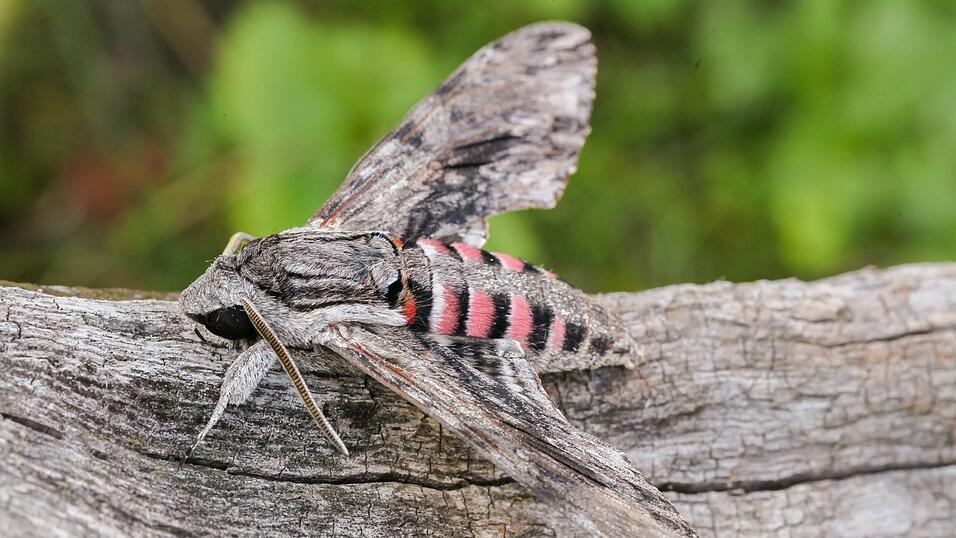 Bei St&ouml;rung zeigt der Falter seine Warnfarben und vollf&uuml;hrt ein aggressives Zittern und Wippern.