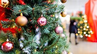 Kaufen Sie sich heuer einen Christbaum? Kaufen Sie sich heuer einen Christbaum?