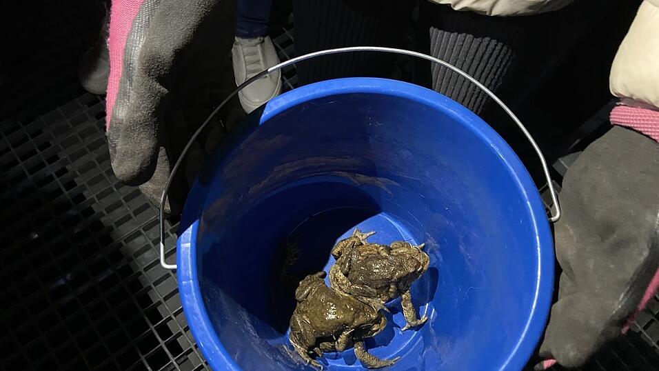 Sogar paarweise transportierten die Helfer die Kr&ouml;ten in ihren Eimern.