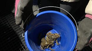 Sogar paarweise transportierten die Helfer die Kr&ouml;ten in ihren Eimern.