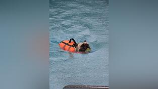 Hugo, eine Französische Bulldogge, ist gerne im Wasser, zur Sicherheit trägt er eine Schwimmweste.