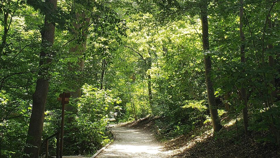 Der Großteil des Hofgartens ist mit einem Buchenmischwald bewachsen. Dazwischen gibt es aber immer wieder besondere Exoten.