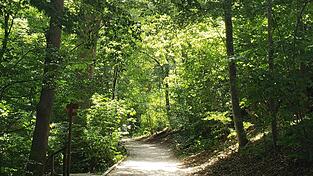 Der Großteil des Hofgartens ist mit einem Buchenmischwald bewachsen. Dazwischen gibt es aber immer wieder besondere Exoten.