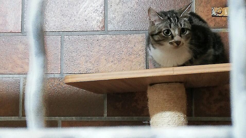 Ein wenig verunsichert blickt Peppa in die Kamera. Neben den 37 anderen Katzen sucht die Freig&auml;ngerin ein neues Zuhause.