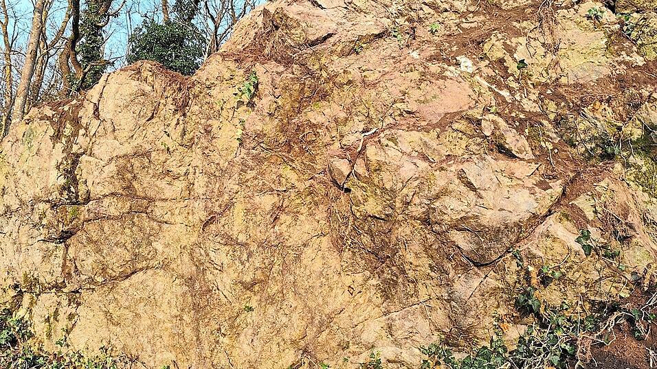 Der nun wieder sichtbare Ludmillafels. Noch im Herbst hatte Hans Neueder beklagt, dass der Stein, eine Felsklippe, seit 30 Jahren hinter wild wachsendem Efeu und einem stacheligen Gewirr aus Schlehen, Brombeeren und Heckenrosen verborgen sei.