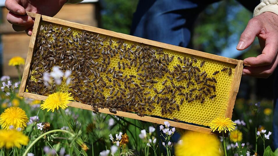 Ein Imker hat nach einem Bienenstich einen anaphylaktischen Schock erlitten. (Symbolbild)
