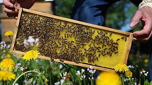 Ein Imker hat nach einem Bienenstich einen anaphylaktischen Schock erlitten. (Symbolbild)