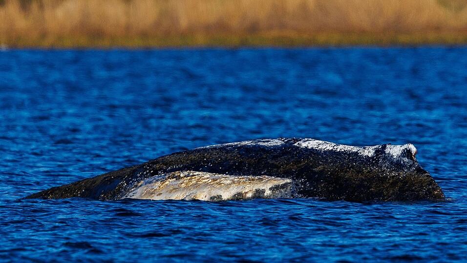 Die Wasserst&auml;nde in der Wismarer Bucht bleiben laut Vorhersage niedrig.