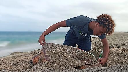 Die Unechten Karettschildkröten werden bei der Eiablage vermessen und gechippt. So erfahren Naturschützer mehr über ihr natürliches Verhalten im Meer und an Land.