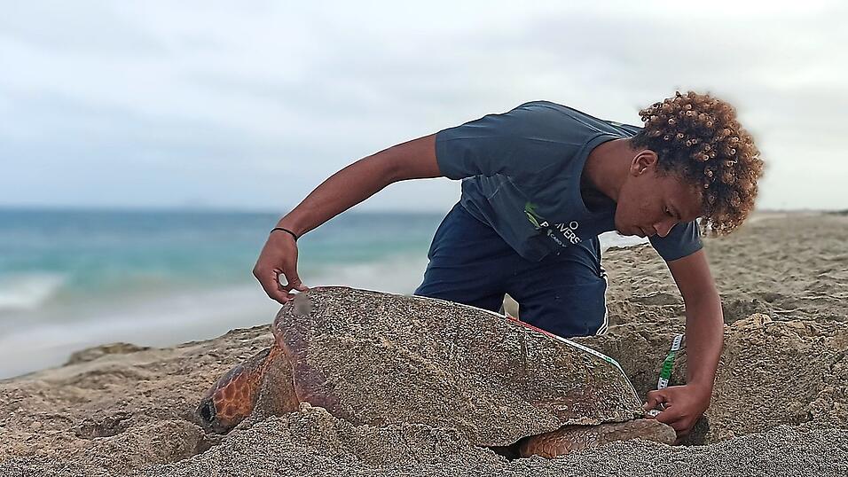 Die Unechten Karettschildkröten werden bei der Eiablage vermessen und gechippt. So erfahren Naturschützer mehr über ihr natürliches Verhalten im Meer und an Land. Die Unechten Karettschildkröten werden bei der Eiablage vermessen und gechippt. So erfahren Naturschützer mehr über ihr natürliches Verhalten im Meer und an Land.