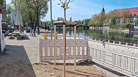Die neuen B&auml;ume wurden in eine Reihe mit den bereits bestehenden gepflanzt. Noch sch&uuml;tzt dieses Exemplar eine Bake.