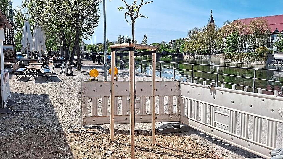 Die neuen B&auml;ume wurden in eine Reihe mit den bereits bestehenden gepflanzt. Noch sch&uuml;tzt dieses Exemplar eine Bake.