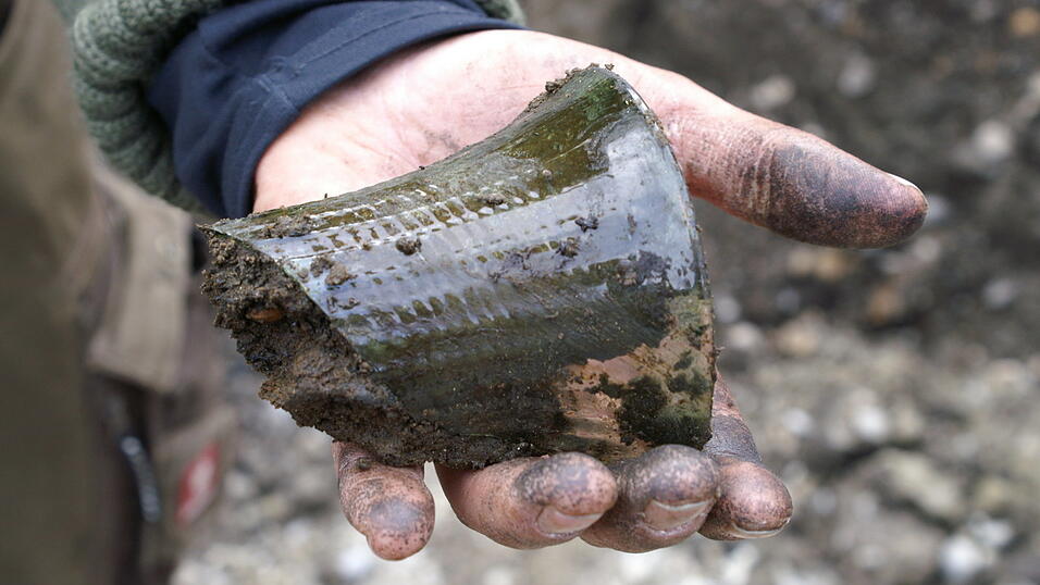 Aufregende Funde machten die Arch&auml;ologen am Kollerparkplatz. (Fotos: r&uuml;d)