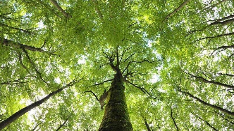 Rotbuchen wachsen im Steigerwald bei Ebrach. Rotbuchen wachsen im Steigerwald bei Ebrach.