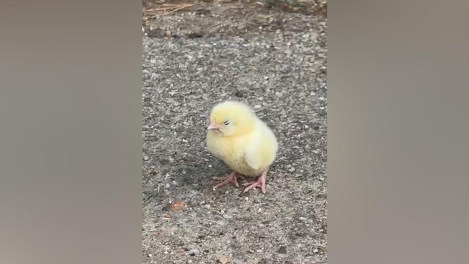 Dieses Küken rannte Max Gehl auf einem Parkplatz entgegen. Danach bemerkte er erst, dass es nicht das Einzige war, das dort ausgesetzt worden war. Und dass nicht alle überlebt hatten. Dieses Küken rannte Max Gehl auf einem Parkplatz entgegen. Danach bemerkte er erst, dass es nicht das Einzige war, das dort ausgesetzt worden war. Und dass nicht alle überlebt hatten.