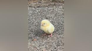 Dieses Küken rannte Max Gehl auf einem Parkplatz entgegen. Danach bemerkte er erst, dass es nicht das Einzige war, das dort ausgesetzt worden war. Und dass nicht alle überlebt hatten. Dieses Küken rannte Max Gehl auf einem Parkplatz entgegen. Danach bemerkte er erst, dass es nicht das Einzige war, das dort ausgesetzt worden war. Und dass nicht alle überlebt hatten.