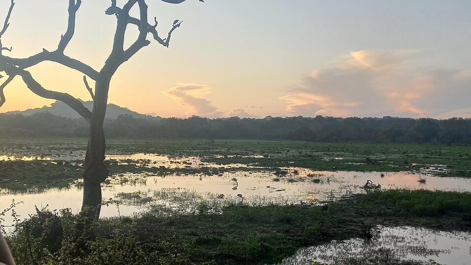 Fotos von Katis Safari im Yala-Nationalpark. Dabei sah die Weltreisende viele wilde Tiere, war aber von vielen anderen Fahrzeugen umgeben.