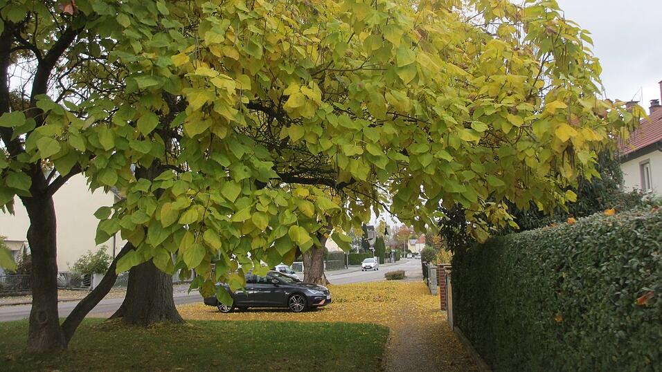 Dieser Trompetenbaum steht an der Amselstraße.