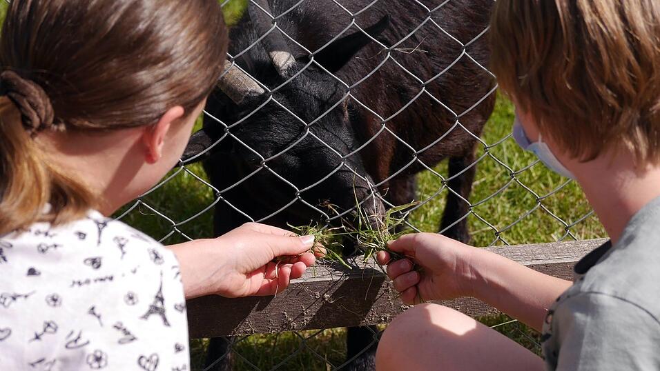 Im Erlebnispark Volgsam gibt es viele Tiere zu sehen und zu streicheln. Im Erlebnispark Volgsam gibt es viele Tiere zu sehen und zu streicheln.