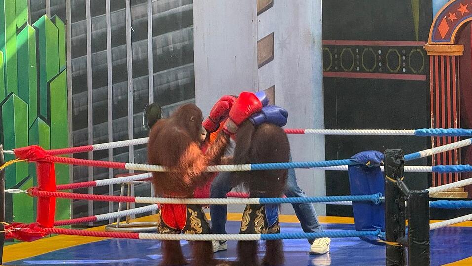 Tiersch&uuml;tzer sind entsetzt &uuml;ber die Box-Spektakel.