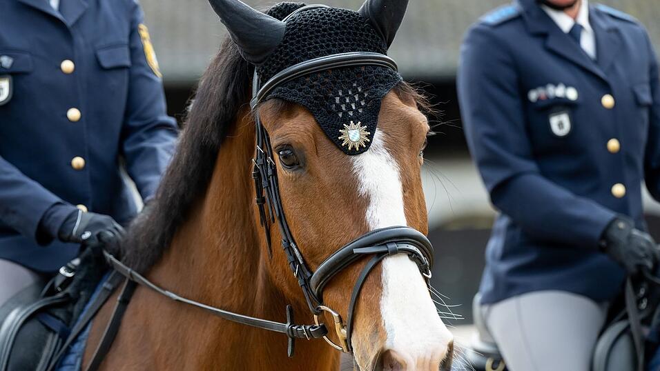 Das Dienstpferd konnte schnell wieder eingefangen werden. (Symbolbild)