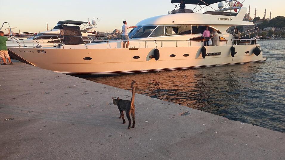 Man trifft sie wirklich überall an: Katzen in Istanbul.