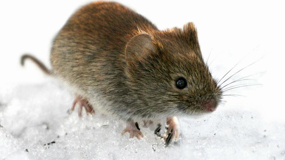 Süß, aber mitunter auch gefährlich: In Bayern verbreiten vor allem Rötelmäuse die Hantaviren. Süß, aber mitunter auch gefährlich: In Bayern verbreiten vor allem Rötelmäuse die Hantaviren.