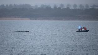 Auch am Montag lag der Buckelwal noch in der Wismarbucht.