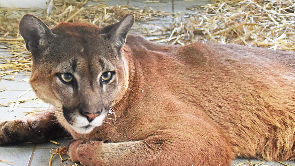 Puma Pele liegt in einem Raum der Auffangstation f&uuml;r Reptilien. Er wurde stark abgemagert und mit Atemproblemen bei einer Polizeikontrolle in einer Holzkiste in einem Auto entdeckt.