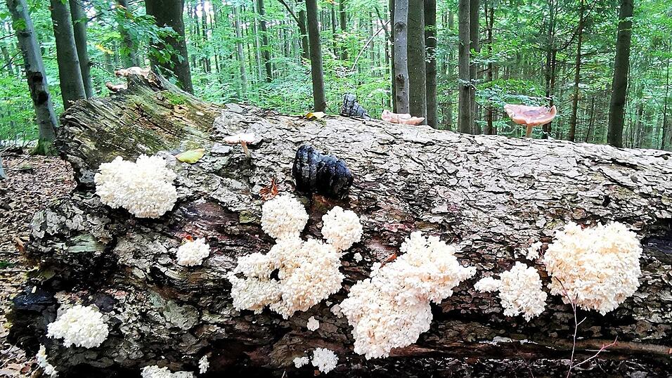 Bei einer Wanderung von Waldmünchen zum Cerkov stieß Fred Fleischmann am 16. September auf diesen Ästigen Stachelbart. Bei einer Wanderung von Waldmünchen zum Cerkov stieß Fred Fleischmann am 16. September auf diesen Ästigen Stachelbart.