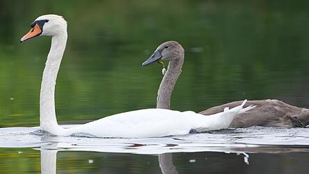 Auch von Weitem war der Angelhaken mit Schwimmer zu erkennen, der dem Jungschwan im Schnabel steckte.