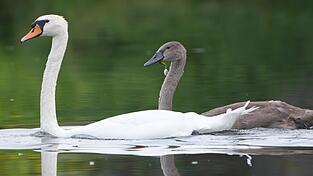 Auch von Weitem war der Angelhaken mit Schwimmer zu erkennen, der dem Jungschwan im Schnabel steckte.