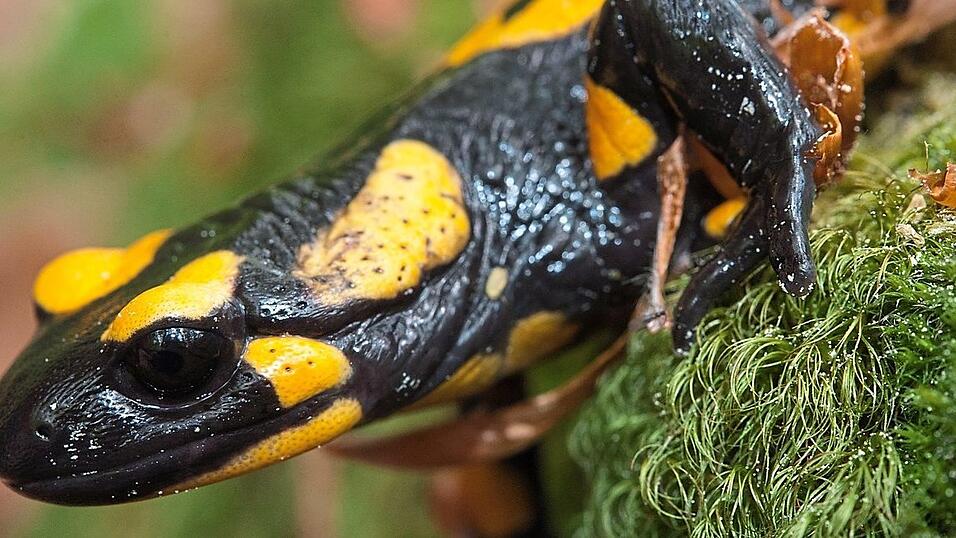 Feuersalamander sind besonders gesch&uuml;tzt. Sie brauchen gr&ouml;&szlig;ere Laubmischw&auml;lder mit vorzugsweise naturnahen Bachl&auml;ufen und Quellen.