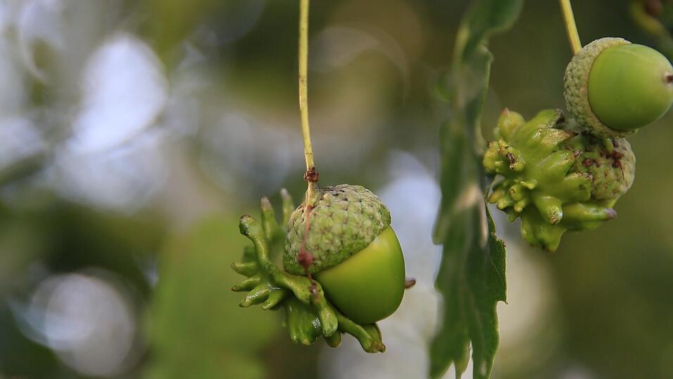 Die Weibchen der Knopperngallwespe legen ihre unbefruchteten Eier an Bl&uuml;tenknospen der Eiche ab und sterben wenige Tage sp&auml;ter. An den m&auml;nnlichen Bl&uuml;ten von Eichen entwickeln sich Gallen, die jeweils eine Larve beinhalten.