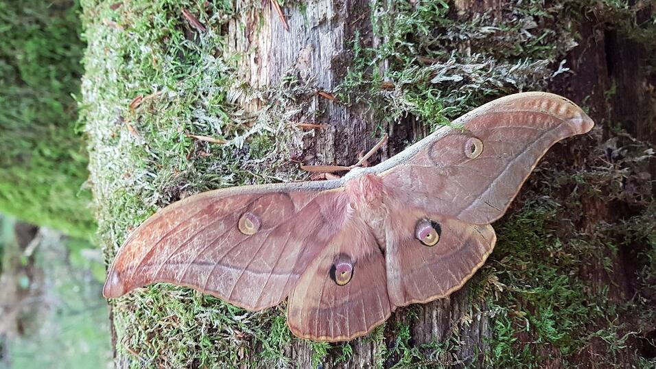 Nahe Passau wurde ein Japanischer Eichenseidenspinner gefunden.