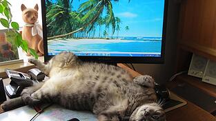 Manche Katzen haben auch ihren eigenen Strand... Manche Katzen haben auch ihren eigenen Strand...