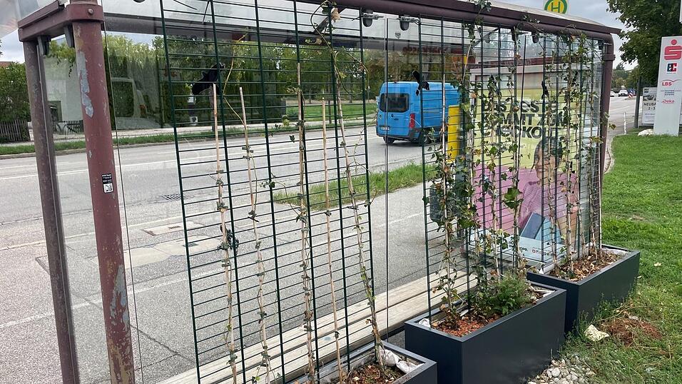 So sieht die Bepflanzung an der Haltestelle in der Querstra&szlig;e aus. Das sorgte jetzt f&uuml;r Diskussionen, was die F&auml;higkeiten der Stadtverwaltung zu Betreuung von mobilem Gr&uuml;n betrifft.