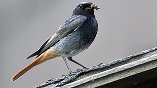 Ein Gartenrotschwanz sitzt mit einer Raupe im Schnabel auf einem Holzdach in einem Garten in Hannover (Niedersachsen). Mit der Aktion 'Stunde der Gartenv&ouml;gel' ruft der Naturschutzbund NABU interessierte Naturfreunde auf, &uuml;ber Pfingsten wieder Singv&ouml;gel am fr&uuml;hen Morgen zu z&auml;hlen.