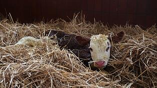 Das drei Stunden alte Kalb kann sich noch nicht auf den Beinen halten und muss erst verstehen, wie es trinkt.