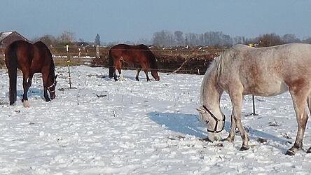 Der Schimmel ist der sechsj&auml;hrige Araberwallach Calumeja, das rotbraune Pferd mit der breiten Blesse hei&szlig;t &bdquo;Quimm&ldquo; (neun Jahre) und der gro&szlig;e Braune ist der Hannoveranerwallach Bonito (15 Jahre). Gemeinsam genie&szlig;en sie an einem kalten Wintertag den Schnee und die Sonne.