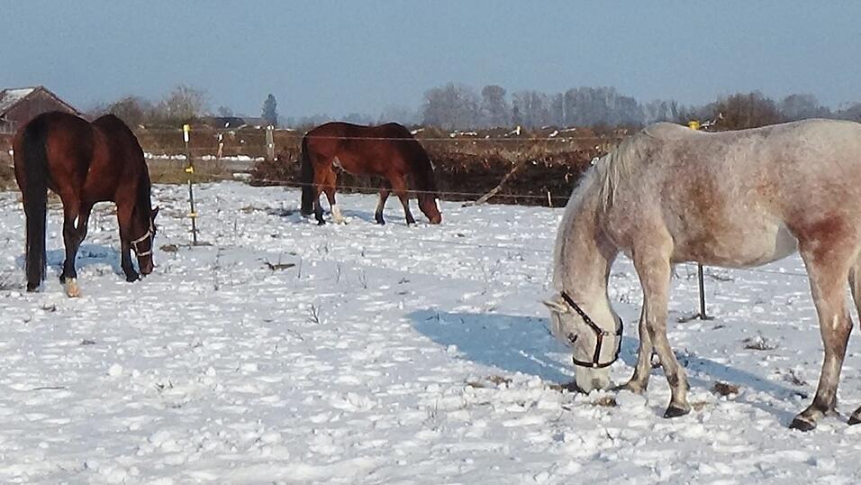 Der Schimmel ist der sechsj&auml;hrige Araberwallach Calumeja, das rotbraune Pferd mit der breiten Blesse hei&szlig;t &bdquo;Quimm&ldquo; (neun Jahre) und der gro&szlig;e Braune ist der Hannoveranerwallach Bonito (15 Jahre). Gemeinsam genie&szlig;en sie an einem kalten Wintertag den Schnee und die Sonne.