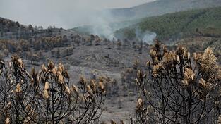 Das Feuer in der Region von Guadalajara nordöstlich von Madrid hat bereits 13.000 Hektar Wald- und Buschland vernichtet. Das Feuer in der Region von Guadalajara nordöstlich von Madrid hat bereits 13.000 Hektar Wald- und Buschland vernichtet.