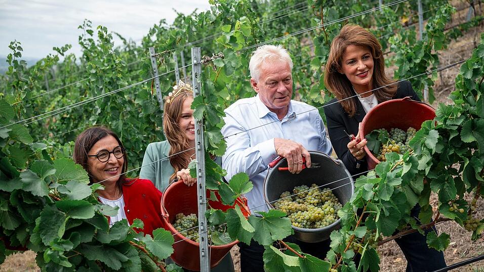 Bundeslandwirtschaftsminister Alois Rainer und seine bayerische Kollegin Michaela Kaniber (beide CSU) ernteten symbolisch die ersten Trauben. Bundeslandwirtschaftsminister Alois Rainer und seine bayerische Kollegin Michaela Kaniber (beide CSU) ernteten symbolisch die ersten Trauben.