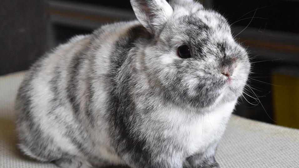 Ein Farbenzwerg rh&ouml;nfarbig - ist fast schwarz-wei&szlig;.