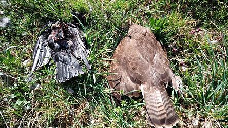 In den letzten Monaten wurden in Bayern und auch in der Region immer wieder tote Greifvögel gefunden. (Archivbild) In den letzten Monaten wurden in Bayern und auch in der Region immer wieder tote Greifvögel gefunden. (Archivbild)