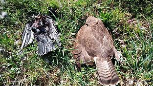 In den letzten Monaten wurden in Bayern und auch in der Region immer wieder tote Greifv&ouml;gel gefunden. (Archivbild)
