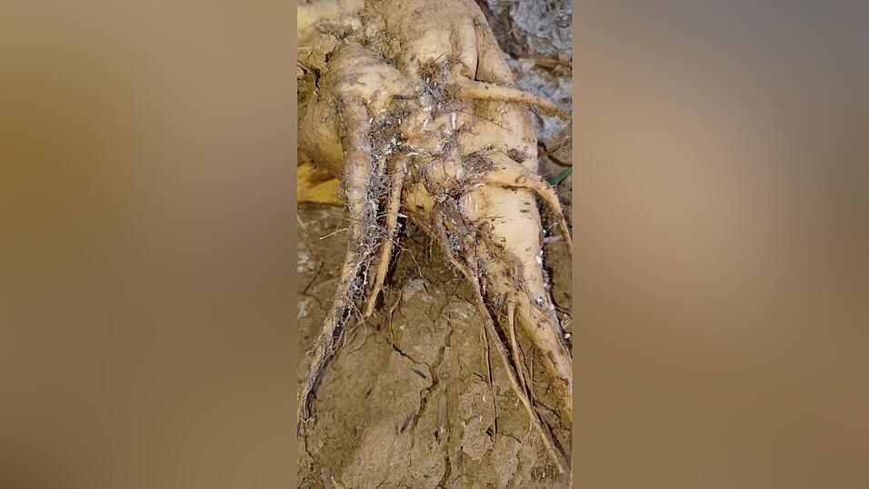 Die unscheinbaren Nymphen saugen an allen Wurzeln und &uuml;berwintern im Boden. Entzieht man ihnen &uuml;ber den Winter die Nahrungsgrundlage, k&ouml;nnte man den Befall und die Ausbreitung der Schilf-Glasfl&uuml;gelzikade im folgenden Jahr wirkungsvoll minimieren.