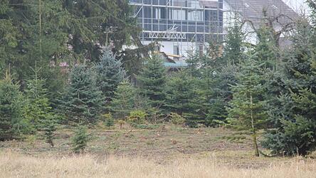 Eine Brache haben Arbeiter in die Christbaumplantange geschlagen. Die Polizei stoppte die weitere Abholzung.